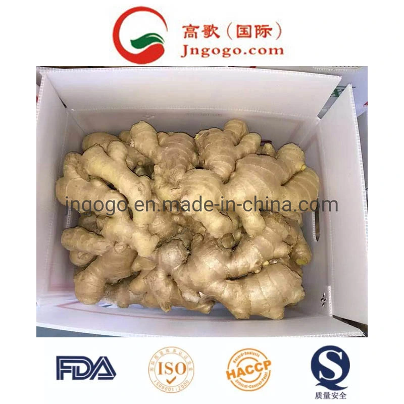 First Quality Air Dry Ginger (150g and up)