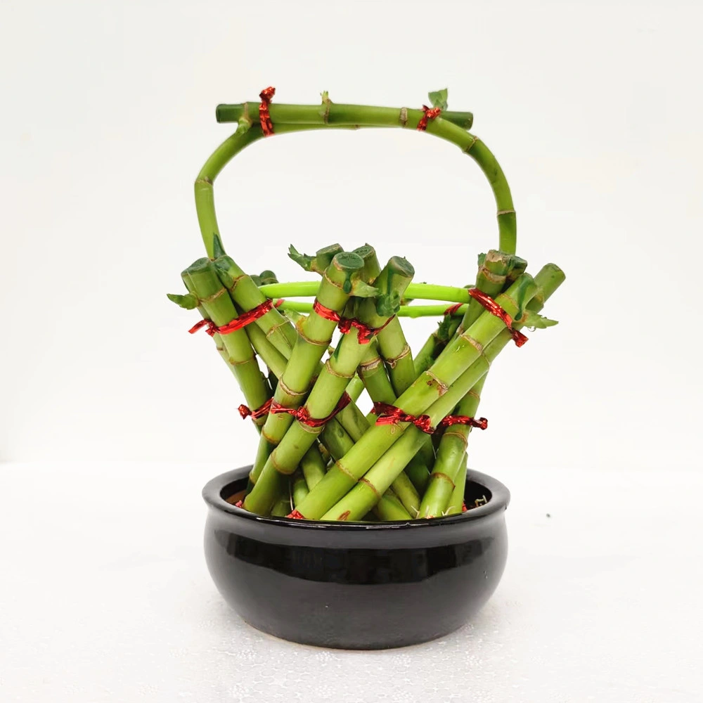 Dracaena Sanderiana Lucky Bamboo Basket Flowers Arrangement Braided Style Wholesale