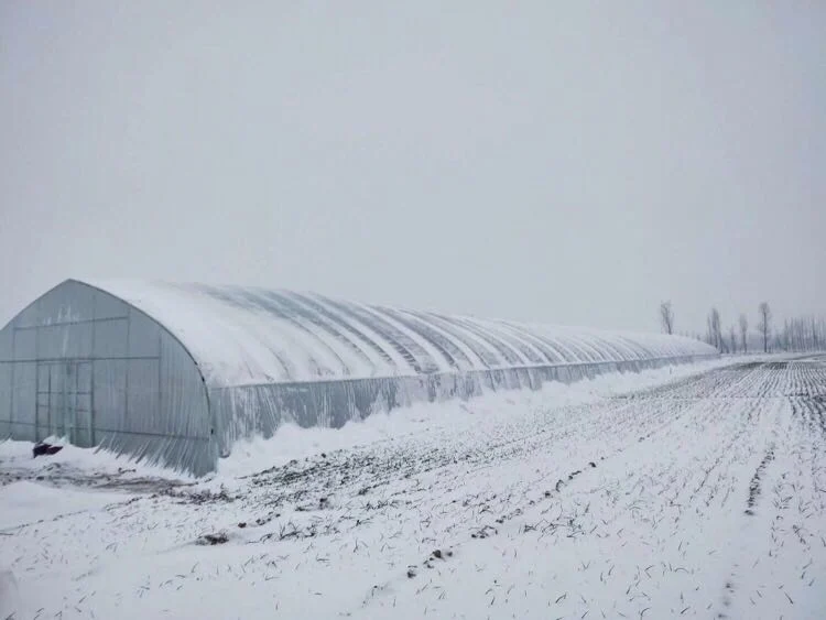 Sunlight Greenhouse for Tomatoes or Other Vegetable Plant