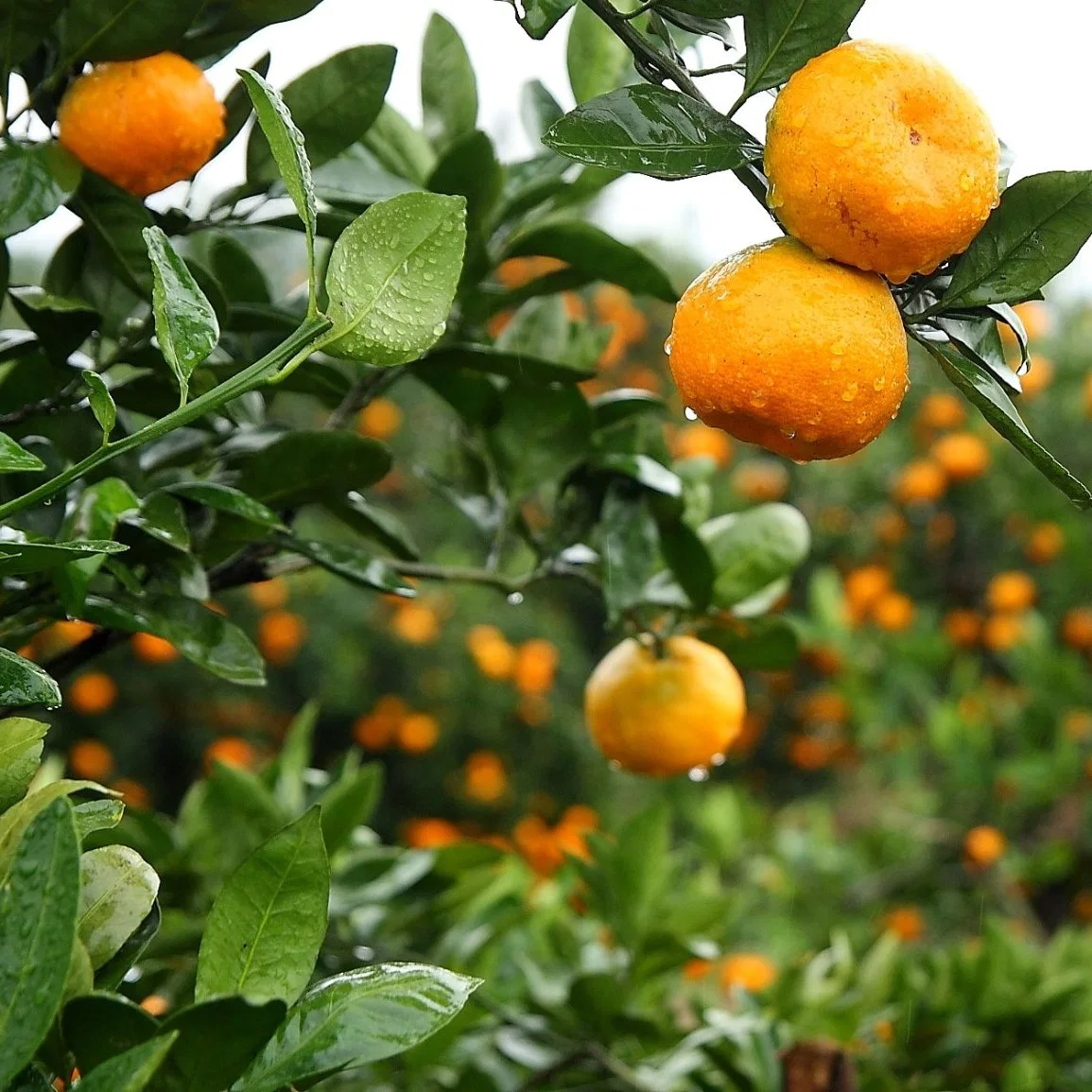 Manufacturer Halal Kosher 100% Natural Citrus Bioflavonoids Hesperidin Citrus Aurantium Extract