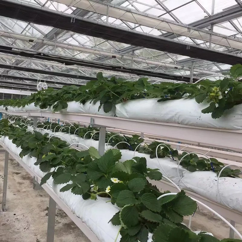 Agricultura NFT Lechuga Hidroponica sistemas de cultivo Aeroponics vertical para invernadero Granja