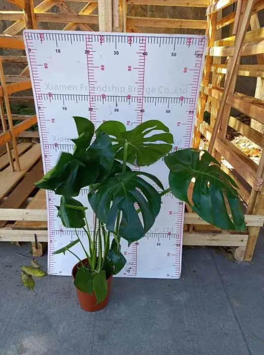 Heißer Verkauf Monstera Echte Pflanzen Indoor