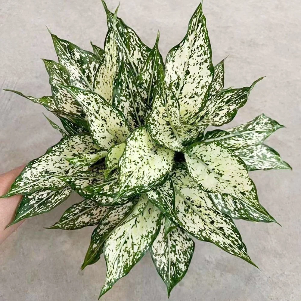 Aglaonema Zitrone