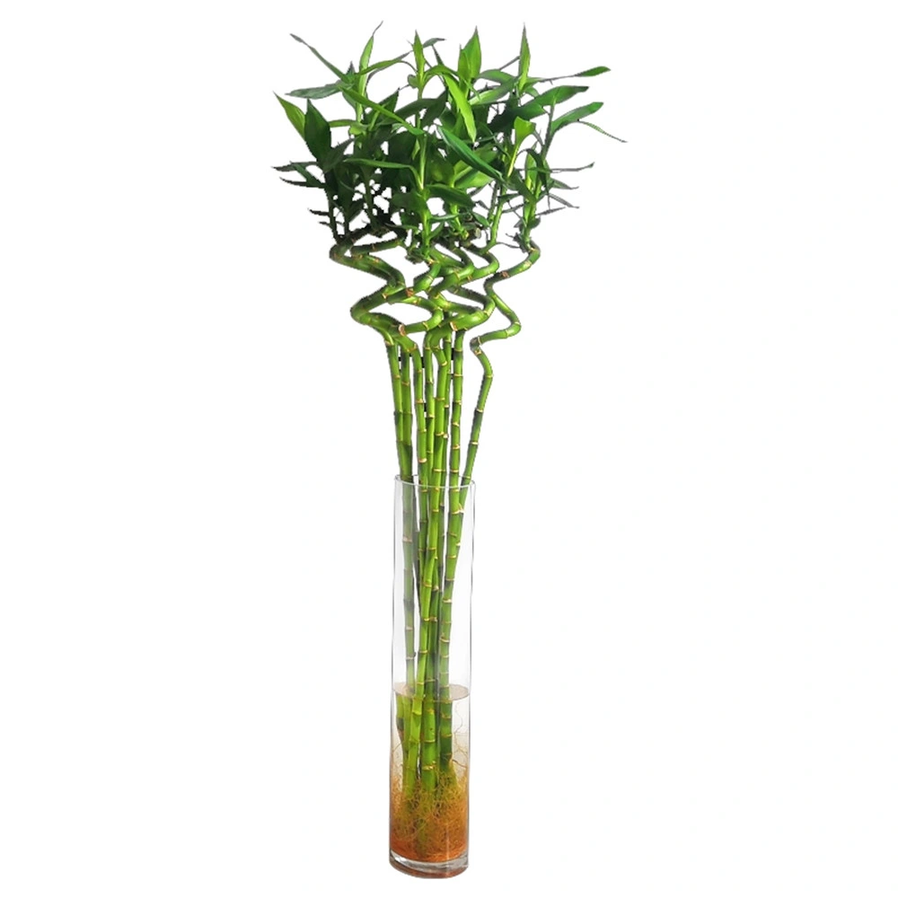 Tornado Lucky Bamboo Evergreen Nursery Garden Indoor Live Flowers Decorative Great Gift