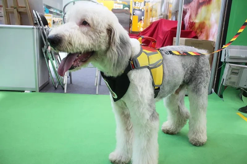 Comercio al por mayor de varios colores extremadamente duradero de patinaje de perro Cuerda Correa de perro de formación de plomo de deslizamiento para perro