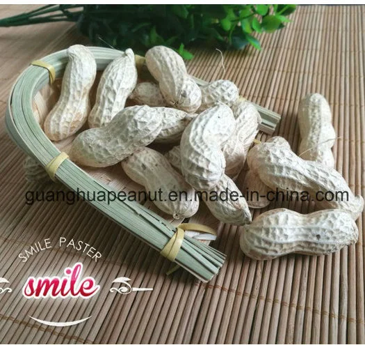 New Crop Long Type/Round Type Peanut in Shell From China