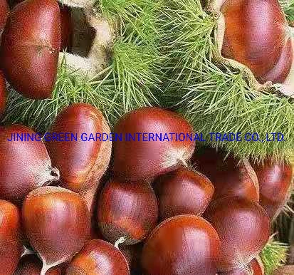 Shandong Manufacturer Wholesale/Supplier Chinese Chestnut Raw Sweet Fresh Chestnuts, a Plump, Fresh and Delicious Chestnut