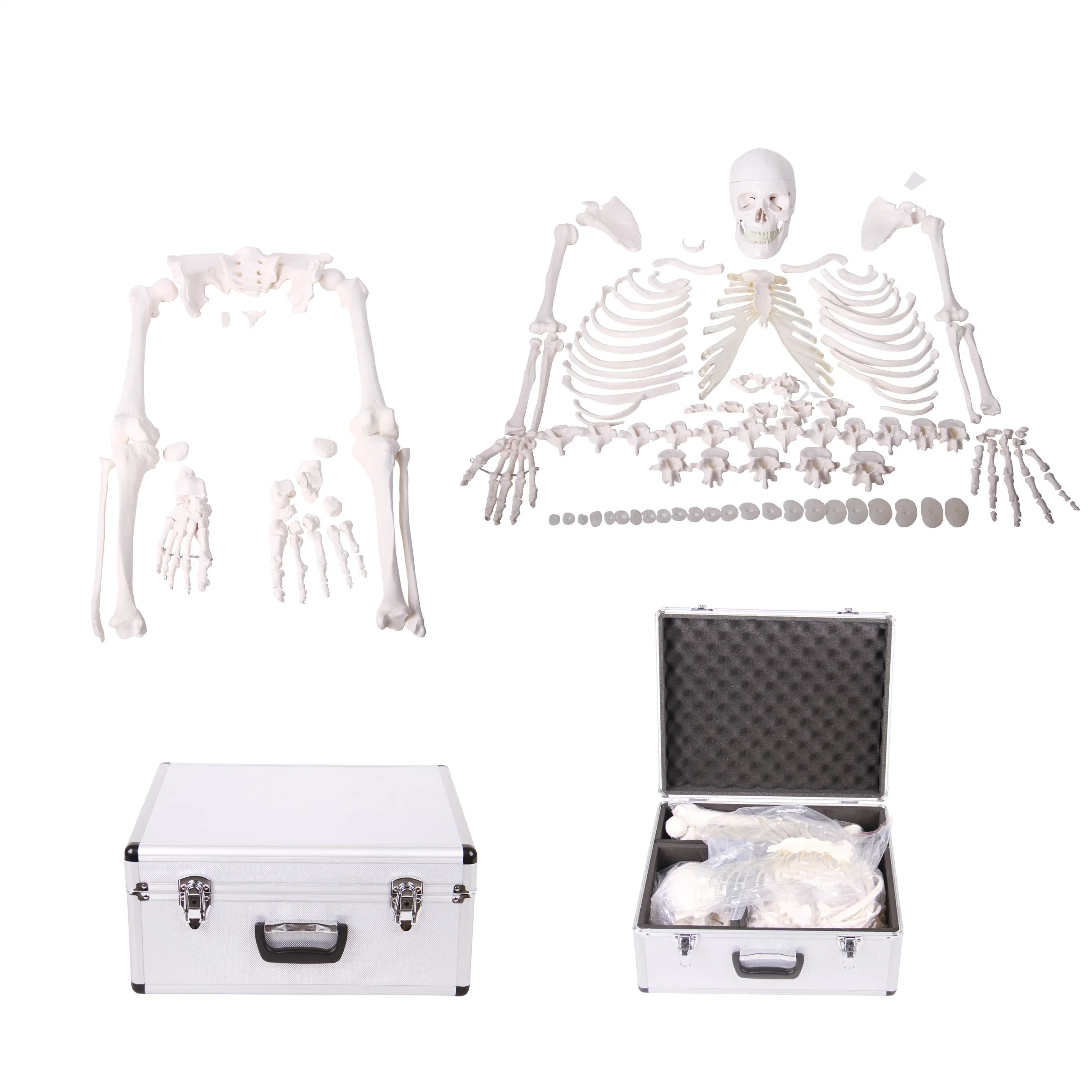 Lab Teaching Models Nature Size Human Whole Body Bone Disarticulated Skull Skeleton of PVC