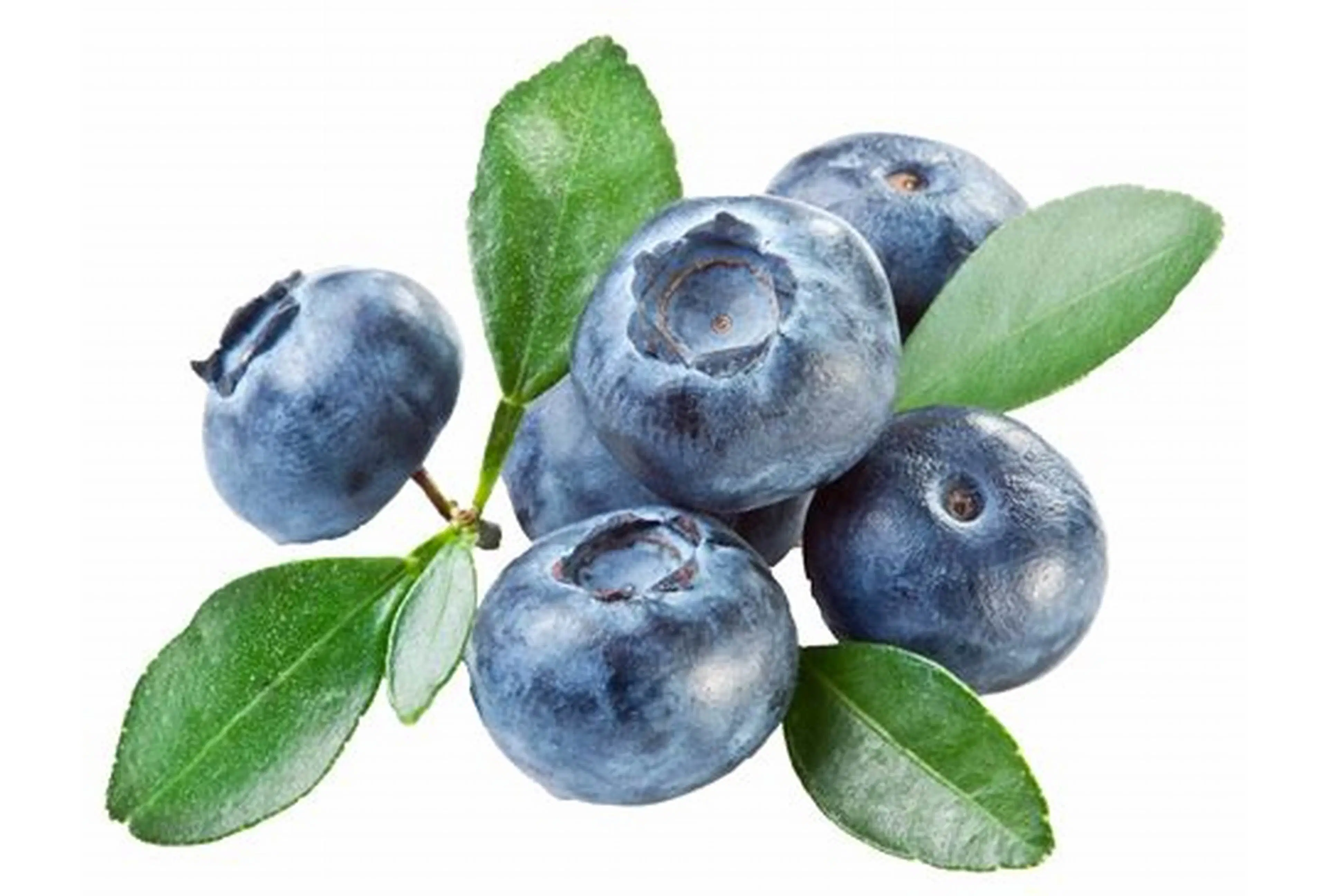 Supply 100% Natural Blueberry Extract 20% Pterostilbene