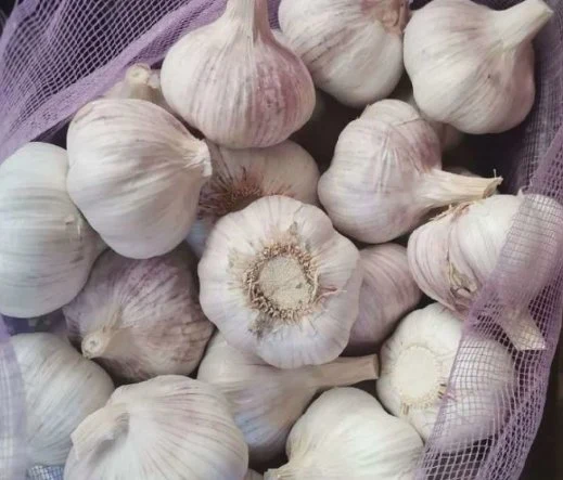 Ajo chino normal Garlic blanco toda la venta