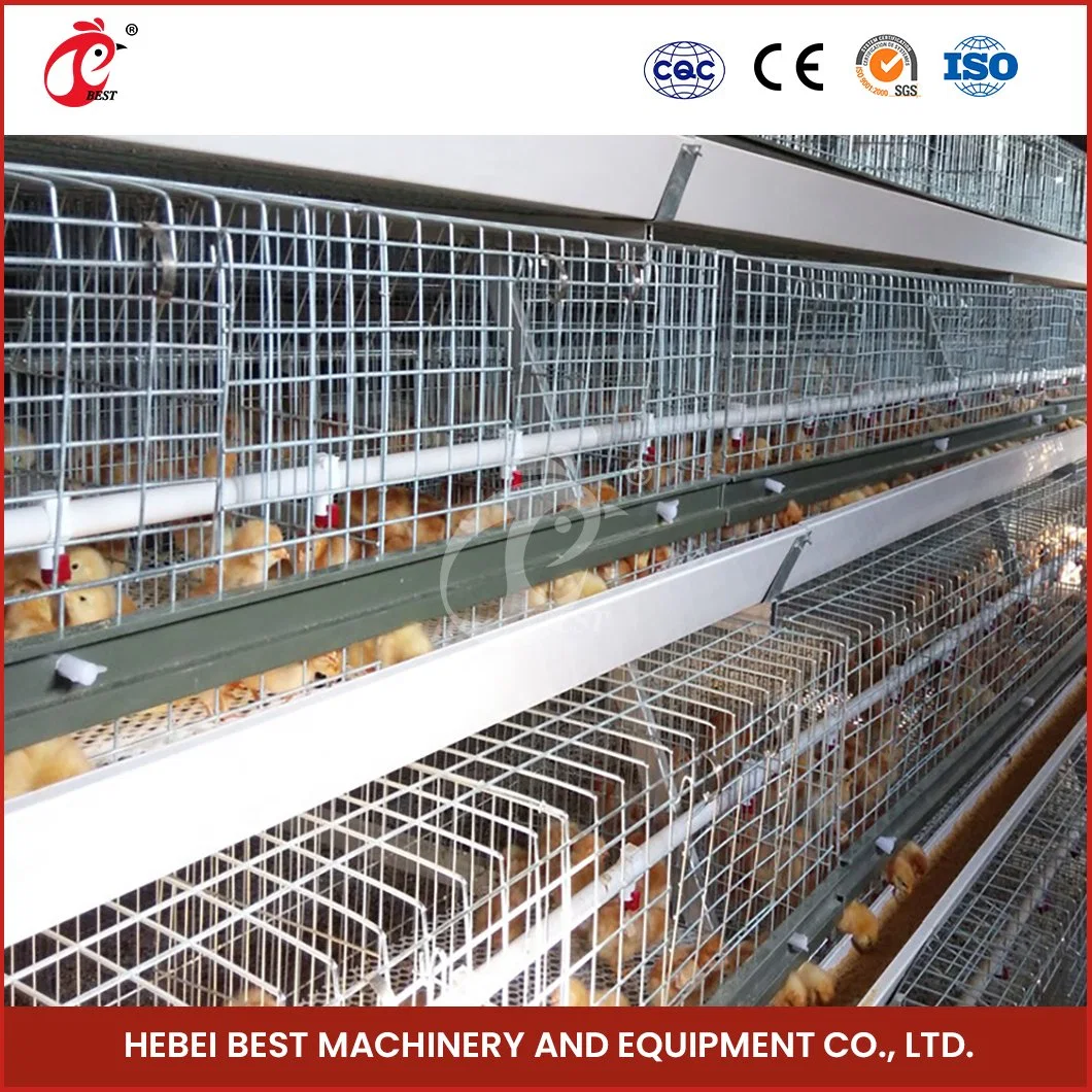 Bestchickencage China Broiler Cage Equipment Suppliers a Frame Automatic Broiler Cages High-Quality Anti-Bacterial Growth Broiler Chicken Cages for Sale