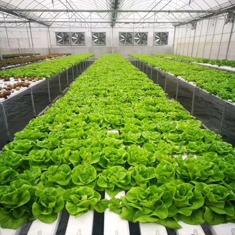 90X120mm Hydroponic & Nft Channel Gutter Equipment for Planting Lettuce