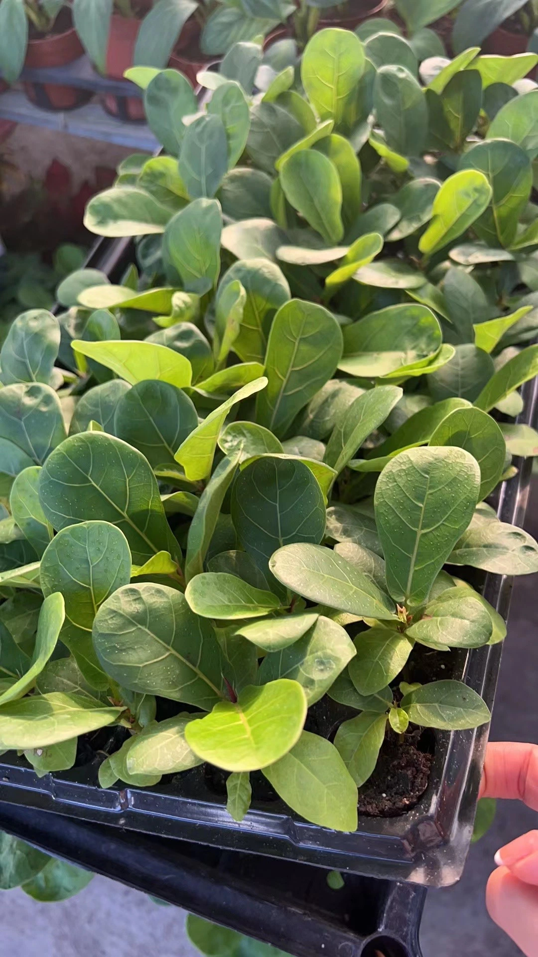 Ficus Lyrata Tray Tissue Culture Plants Wholesale/Supplier Seedling