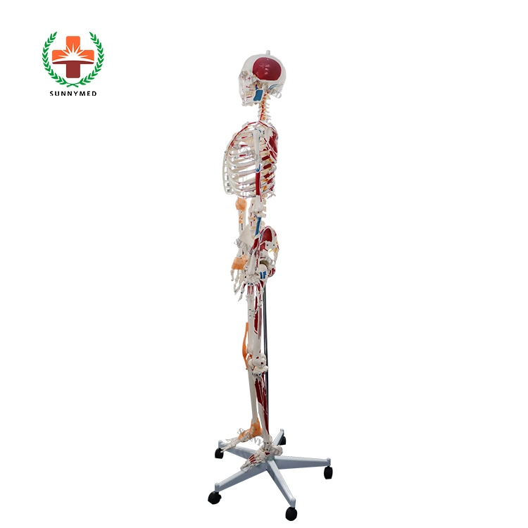 Anatomía Humana Anatomía del esqueleto de plástico modelo esqueleto modelo