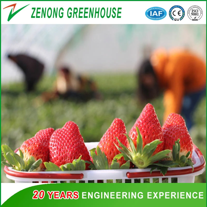 Arch Greenhouse Poly Film Covered Greenhouse for Vegetables/Flowers/Fruits/Seed Breeding