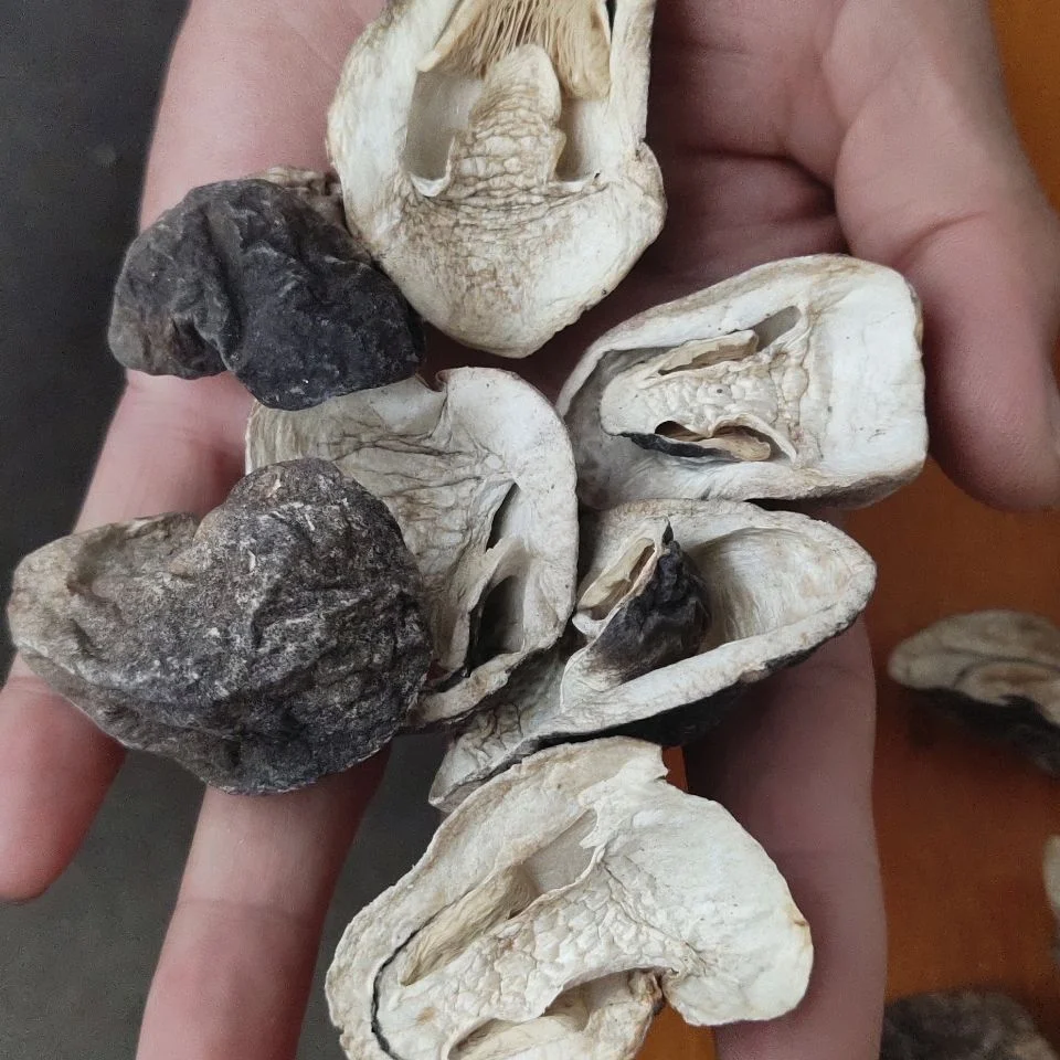 Cao Gu Factory Supply Natural Dried Volvariella Volvacea Dry Straw Mushroom