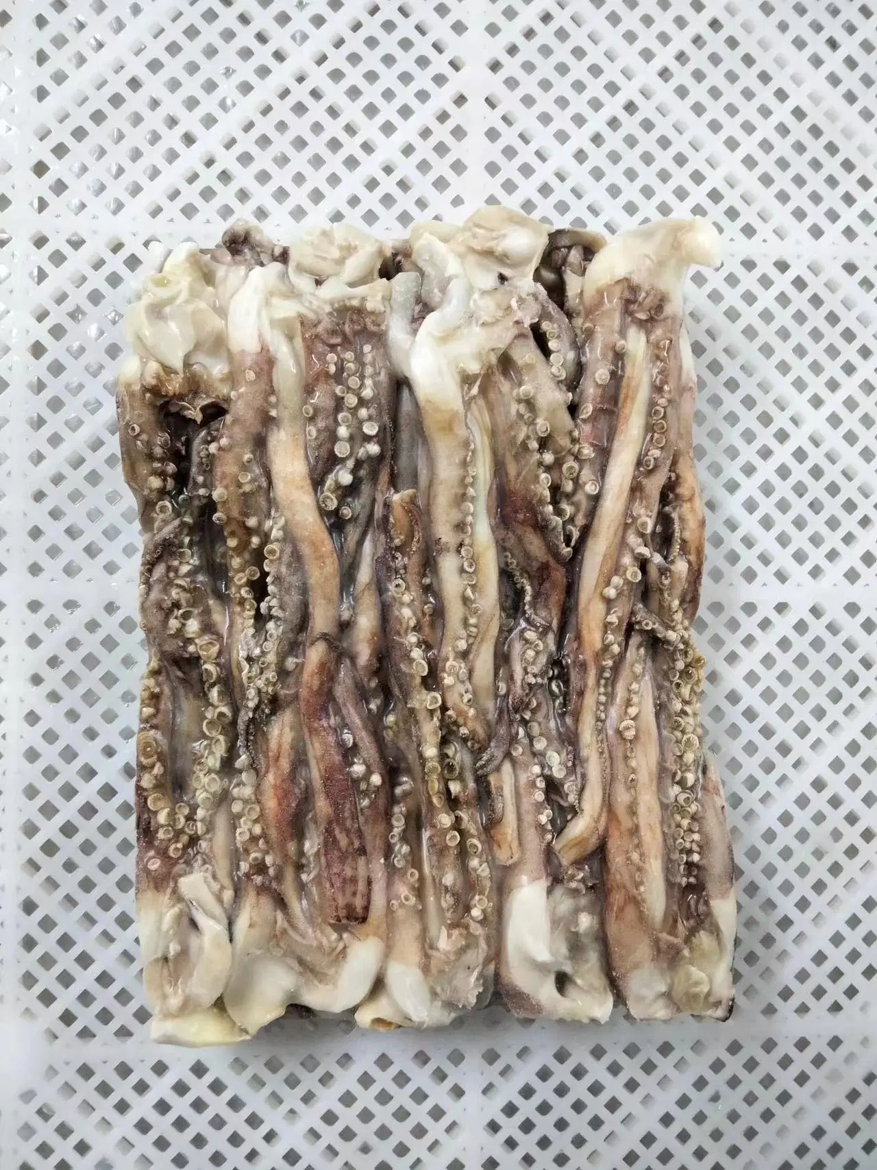 مجمّد هوت سالوس سيفوود igas Squid/Calamar POTA stenacle مع رخيصة السعر