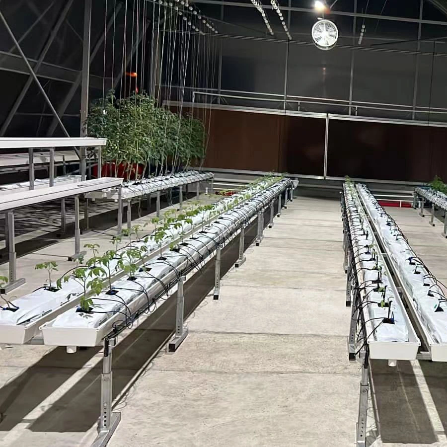 Strawberry Greenhouse Lechuga Strawberry Hydroponics Growing Systems Greenhouse