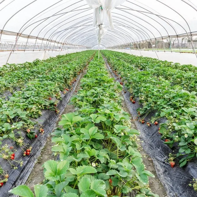 Single Span Small Garden Greenhouse with Single Layer Film for Lettuce/Spinach/Cerly