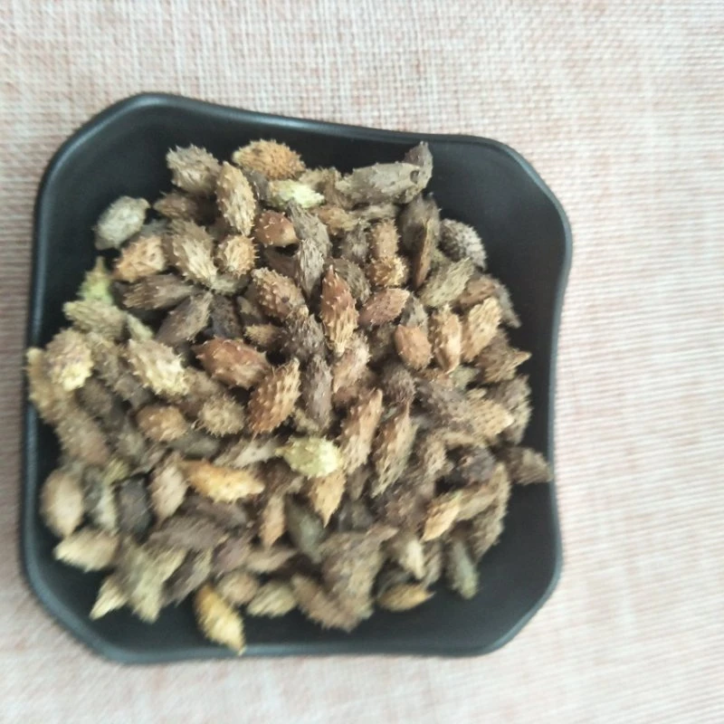 Cang Er Zi Factory Supplies Wholesale/Supplier Bulk Natural Herb Medicine Xanthium Sibiricum for Health