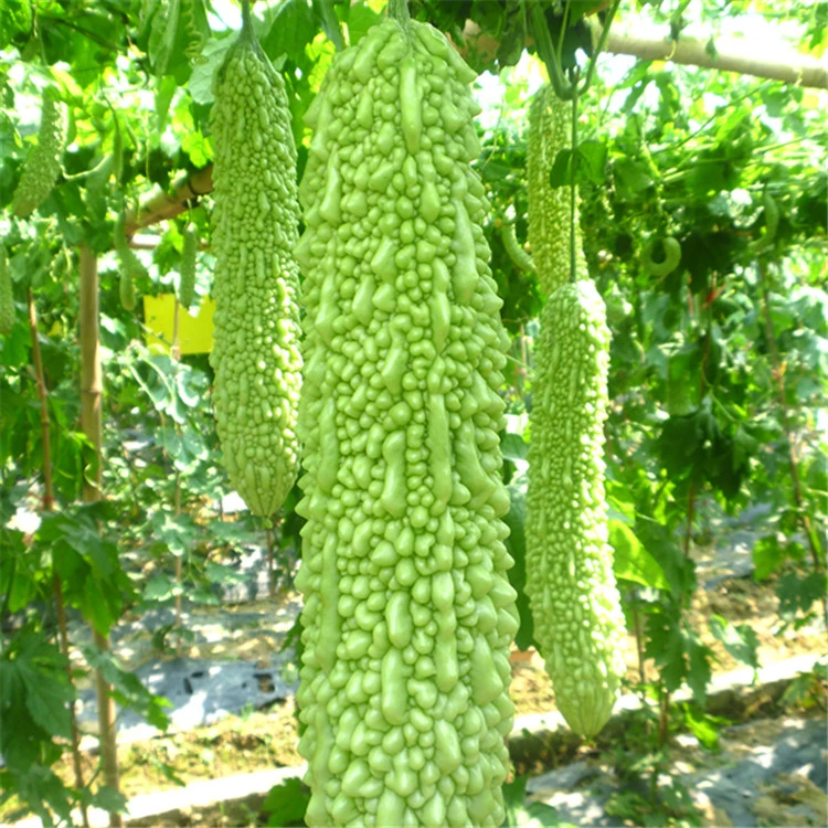 Primeira semente híbrida Momordica charantia de alta produtividade Verde longo amargo Sementes de gourd para semeadura