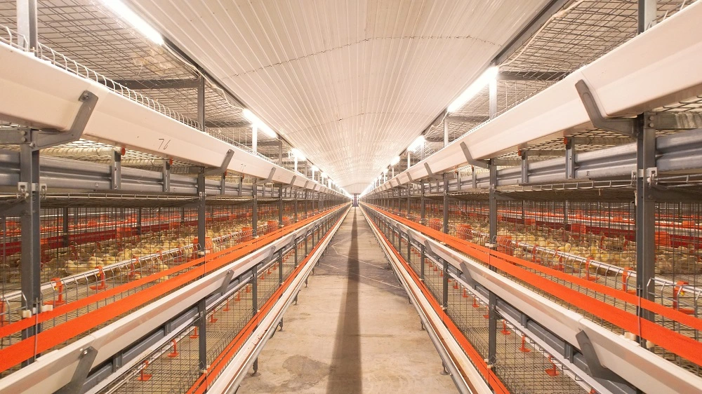 Complete Poultry Layer Cage System for Chicken House Building