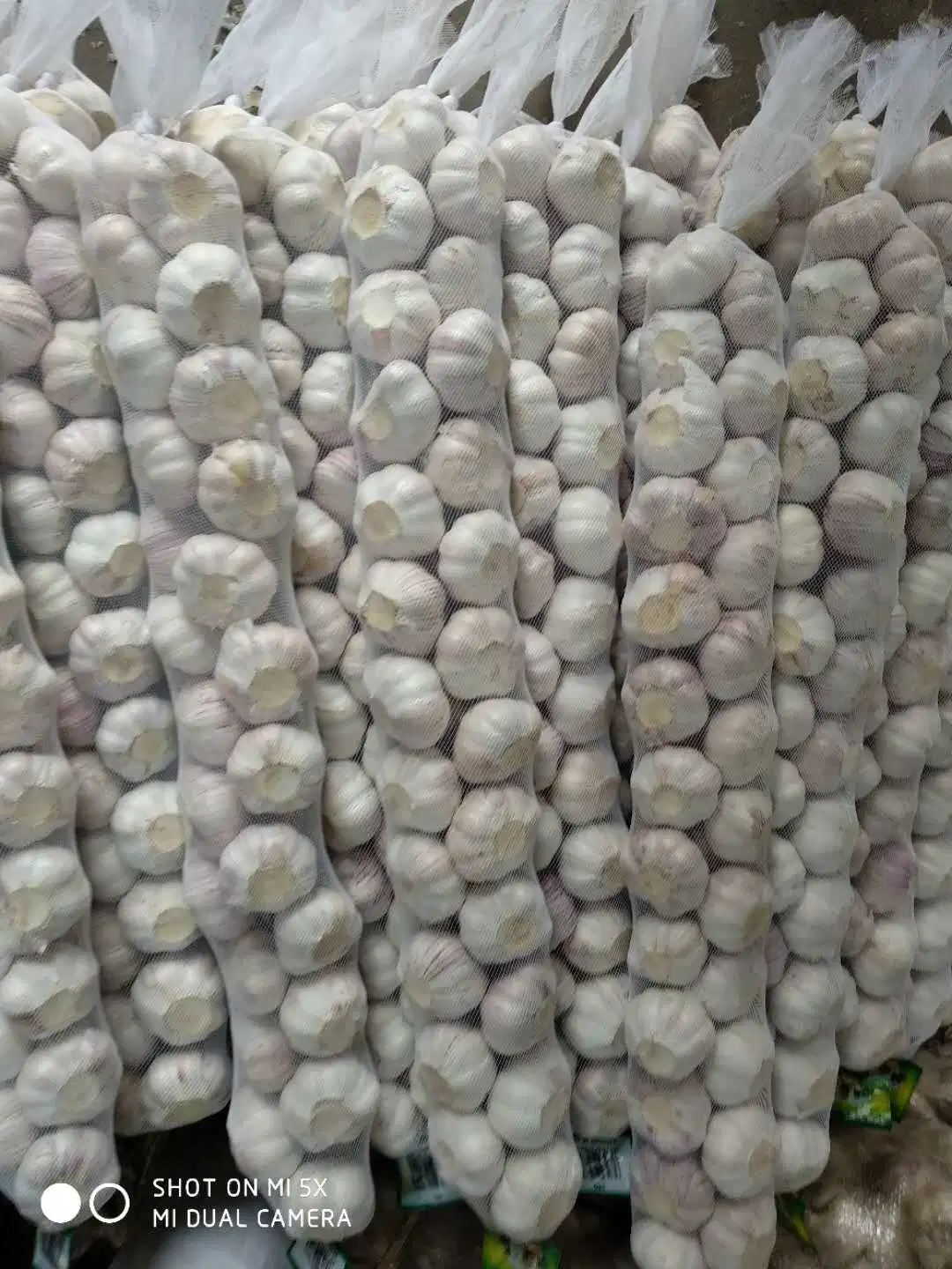 Chinese Garlic /Bulk Packing /Small Packing Normal White Garlic