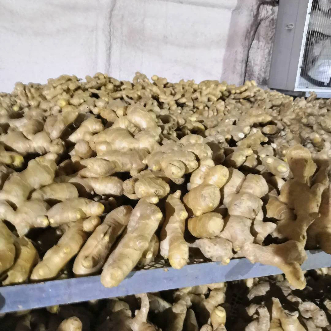 European Good Quality Air Dry Ginger