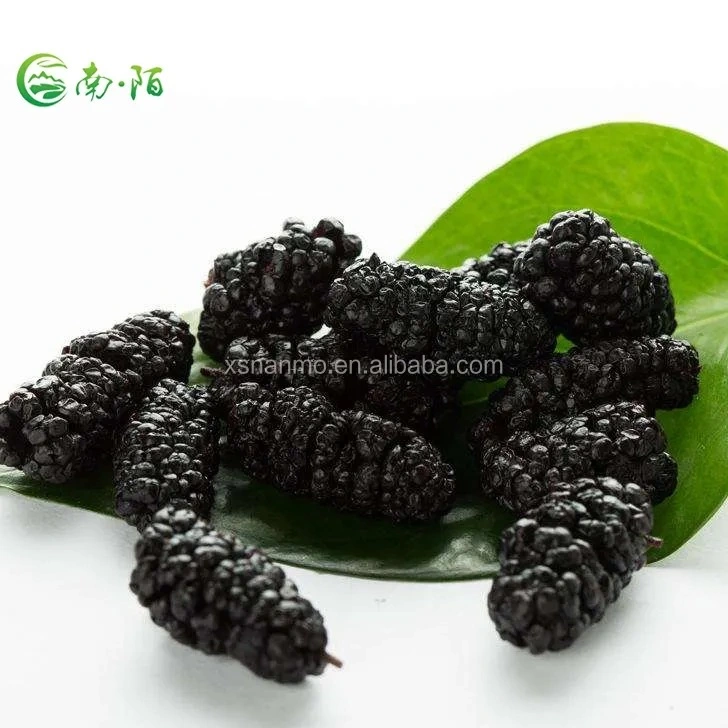 Herbes naturelles de la médecine chinoise les fruits séchés mûrier noir Berry