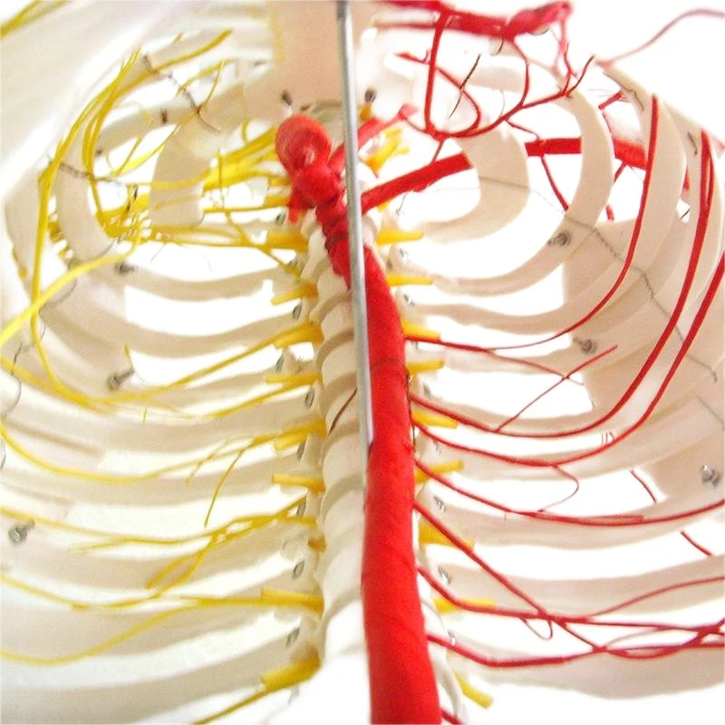Enseñanza anatómica humana nervios de esqueleto y vasos sanguíneos Tamaño natural Modelo PVC