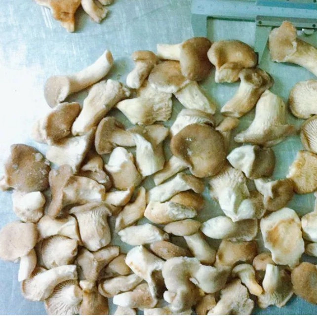 Strohpilze aus der Dose Pilze aus der Dose mit hochwertigem essbaren Pilz