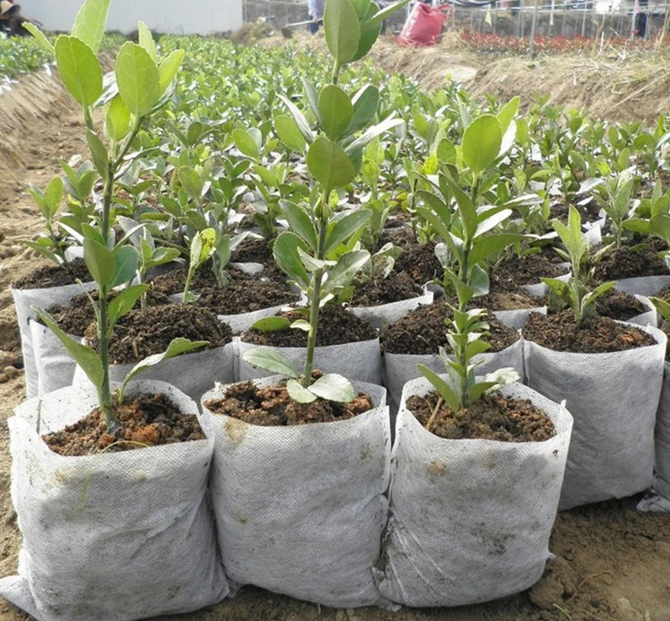 Vivero siembra Non-Woven biodegradables bolsas Bolsa de proteger a raíz de la planta