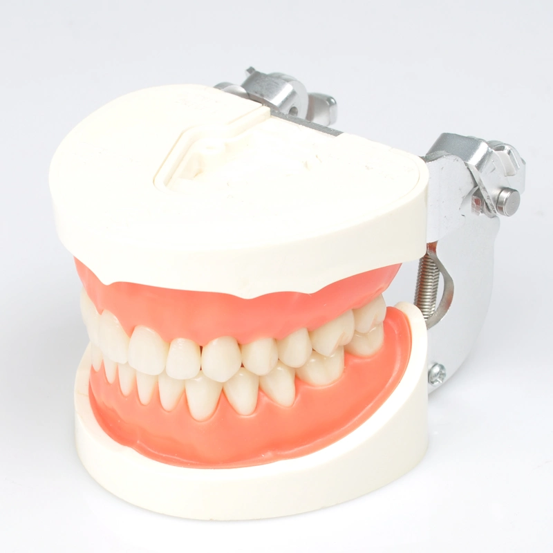 Clinic Teaching Tooth Model