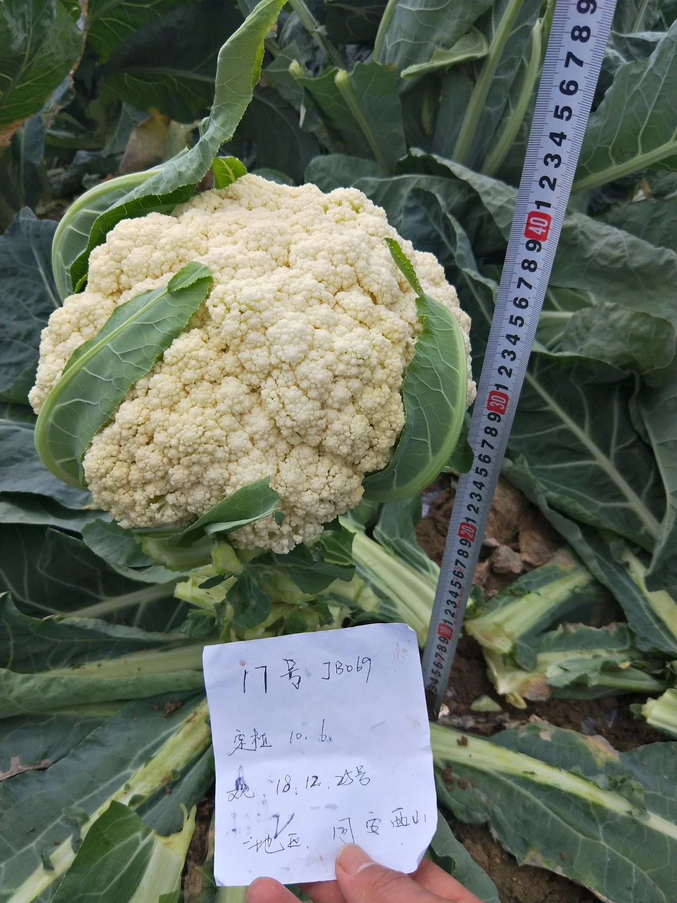 Meados de maturidade tardia a excelente qualidade de cor branca de sementes de couve-flor para o Plantio