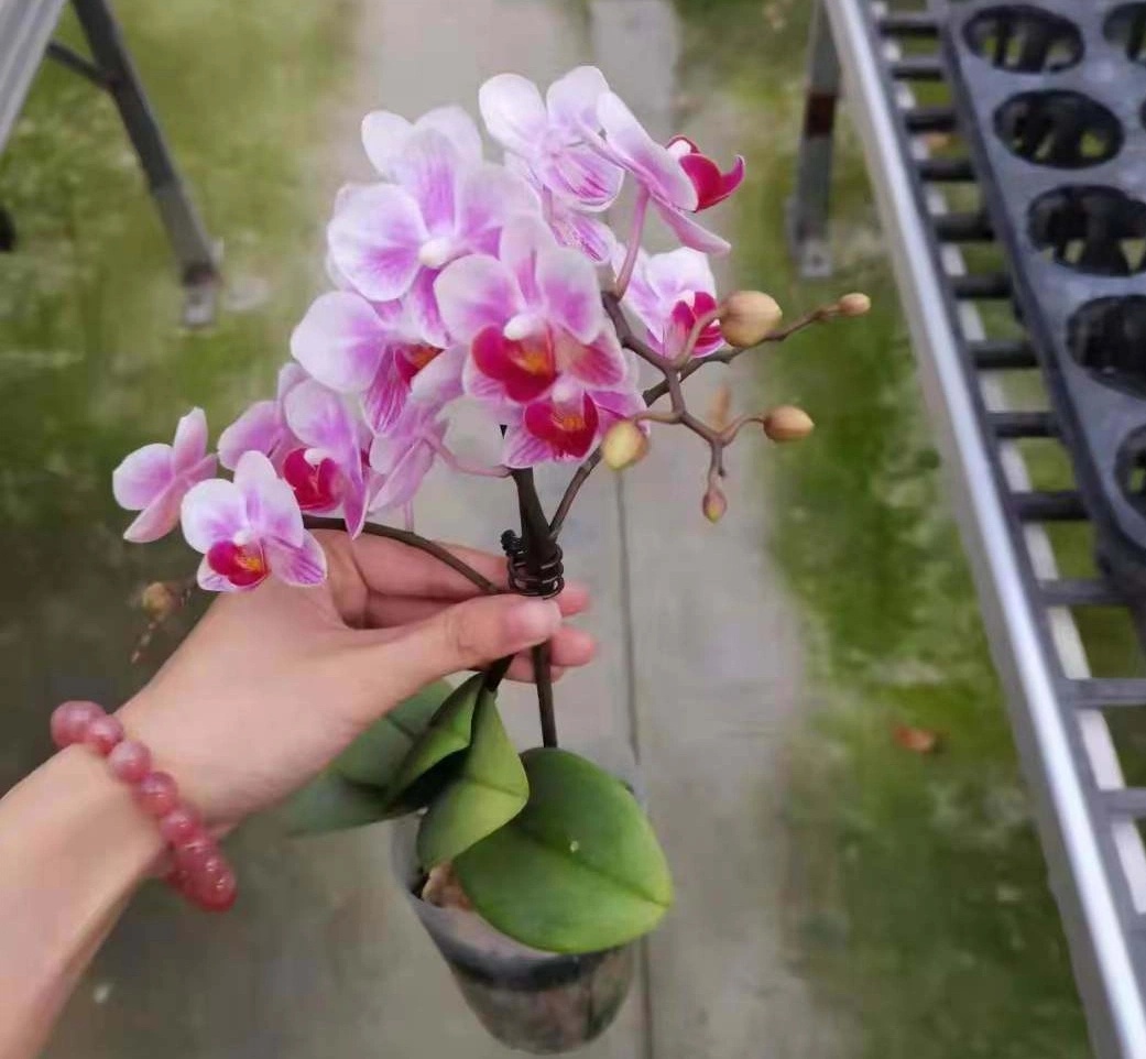 Wholesale/Supplier Phalaenopsis Orchids Mix Styles Bonsai Seedling Flower Gardening Live Plants