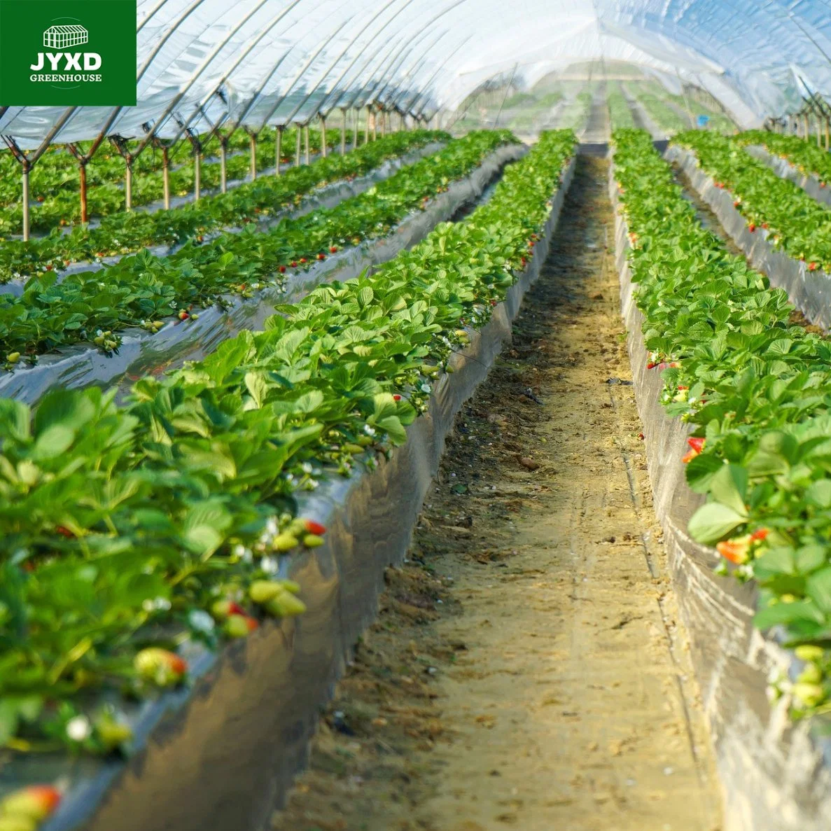 Modern Agricultural Plastic Film Greenhouse for Strawberry