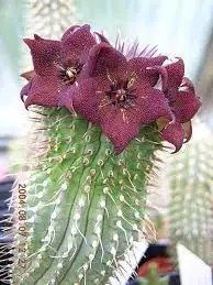 Extracto de Hoodia Gordonii Hoodia Parviflora Hoodia Gordonii en polvo Extracto con fuente natural de la pérdida de peso