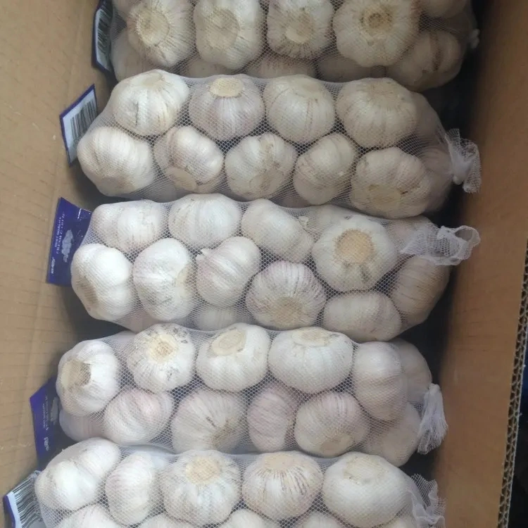 Wholesale/Supplier Chinese Garlic 5.0cm Packing Fresh Normal Garlic