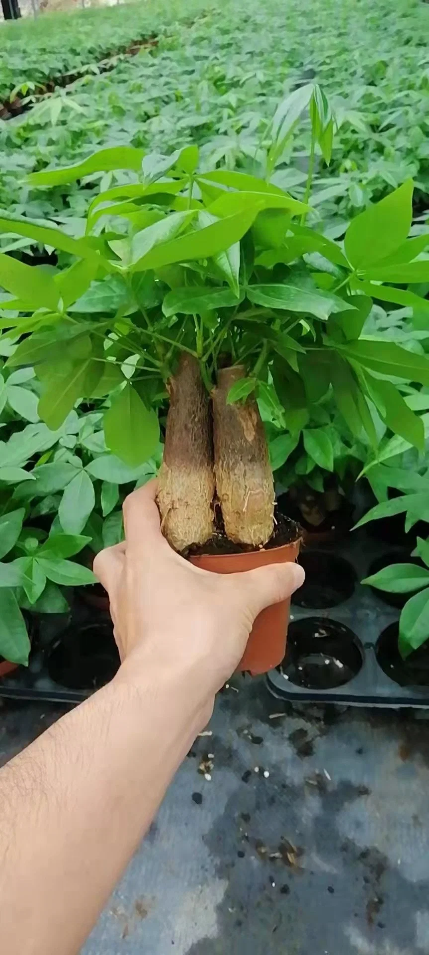 Petit arbre d'argent chinois Bonsai Pachira Aquatica plantes vertes Décoration de jardin, expédition rapide