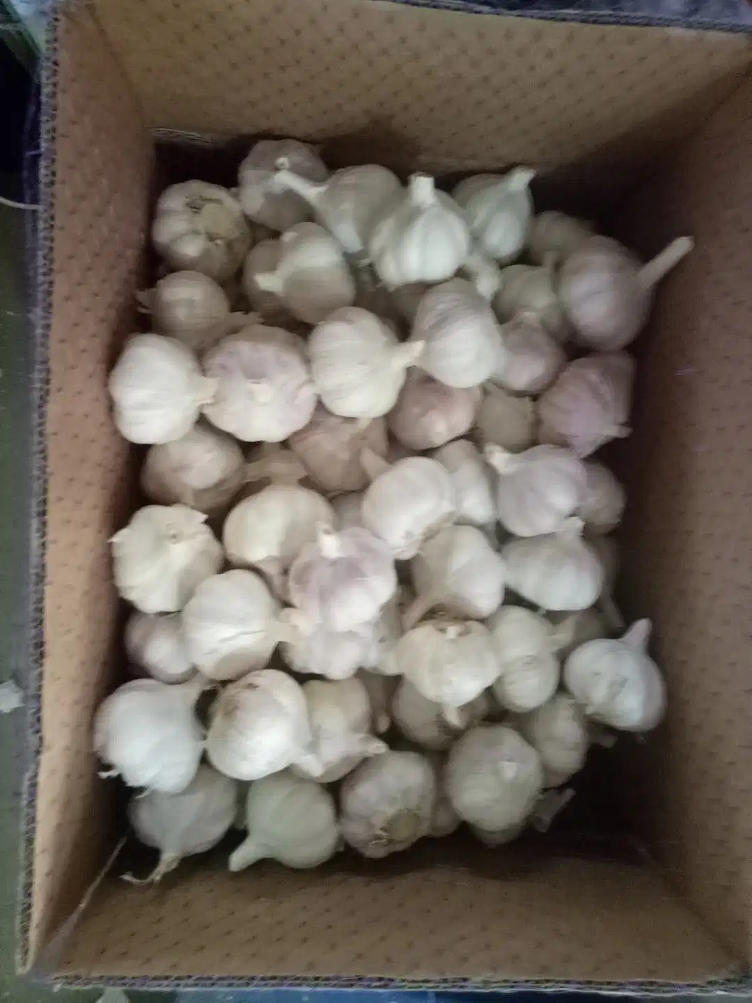 New Season Natural Fresh Normal/Pure White Garlic