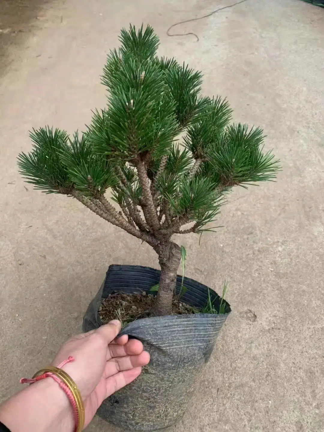 Echte Pflanzen Pinus Thunbergii Schwarze Kiefer