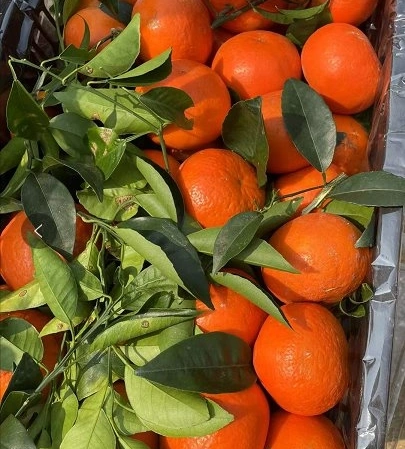 Fresh Mandarin Orange and Premium Quality Mandarin Wogan Mandarin