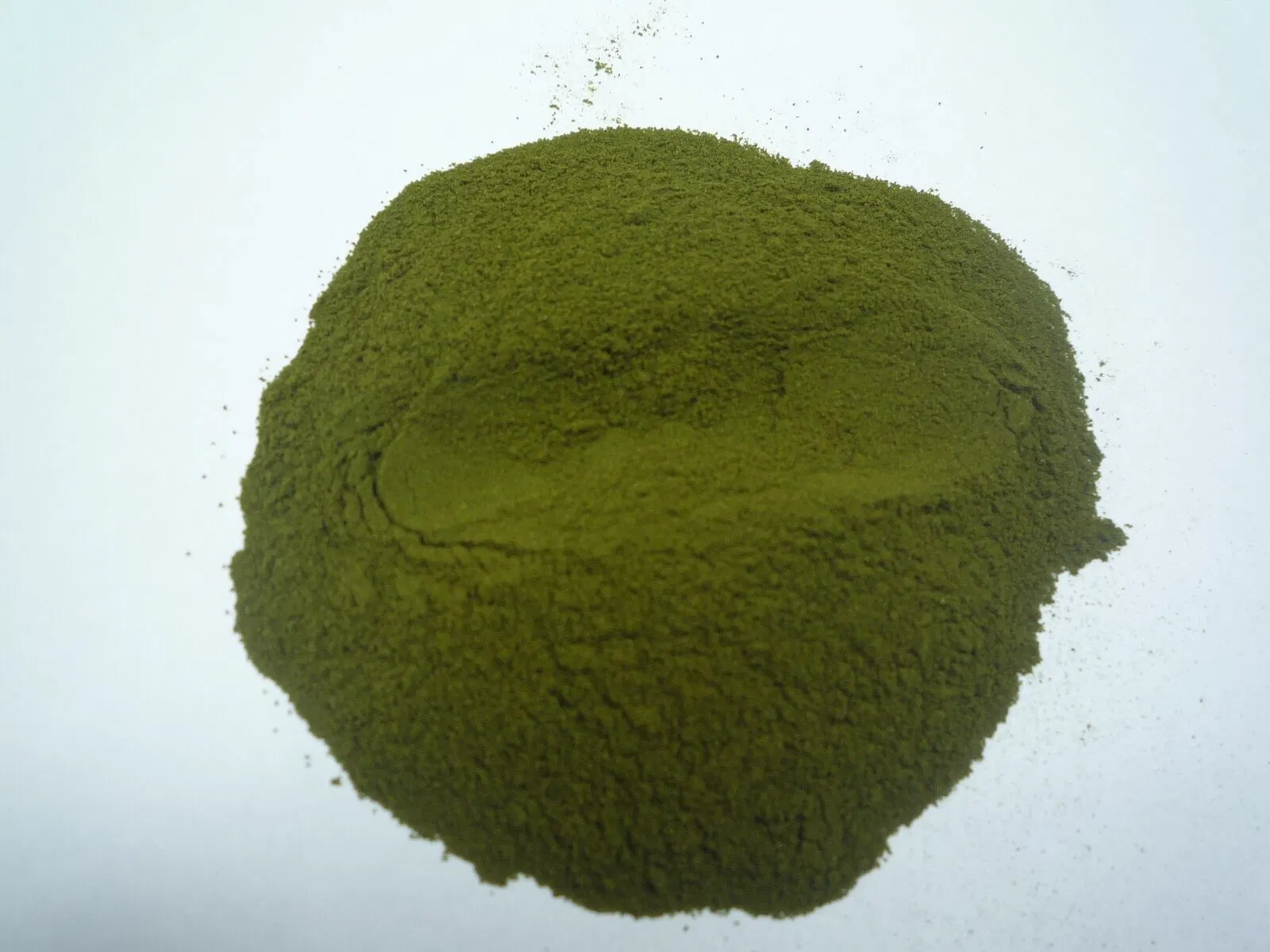 Competitive Price Wheat Grass Powder/ Wheat Grass Juice Powder