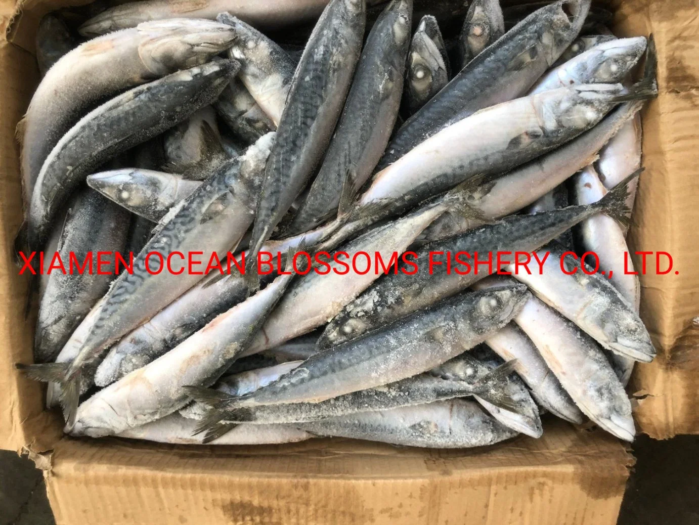 Whole Sale Frozen Mackerel High quality/High cost performance  Sea Frozen Canning Use