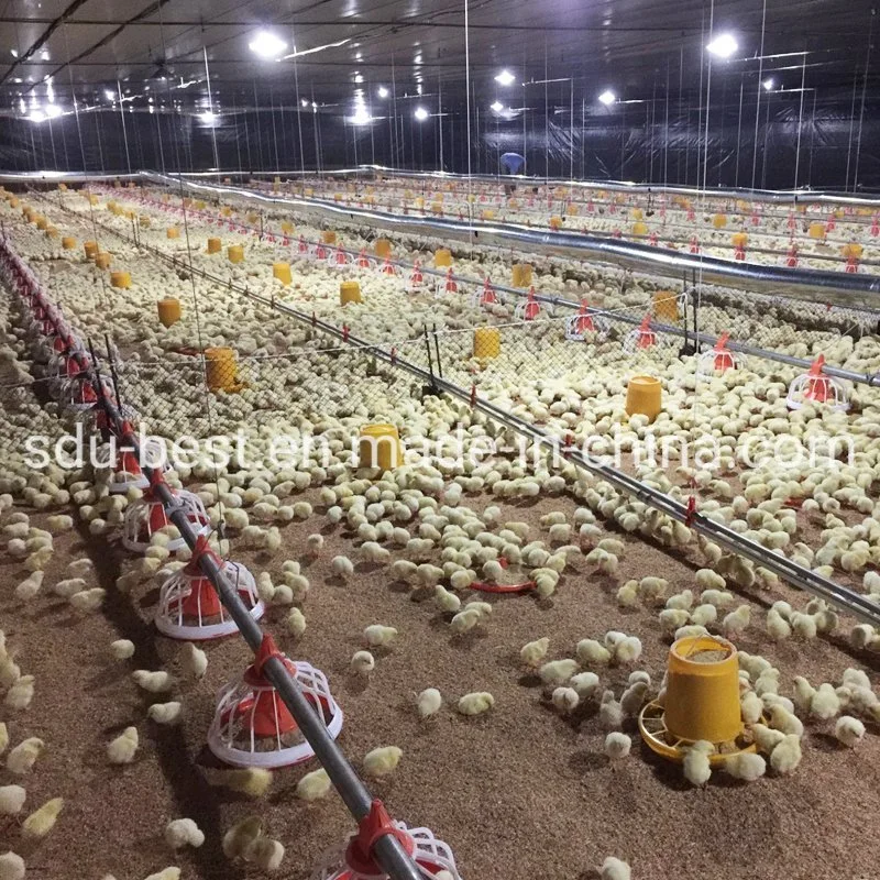 Automatic Chicken Broiler Feeding System of Poultry Farm Equipment