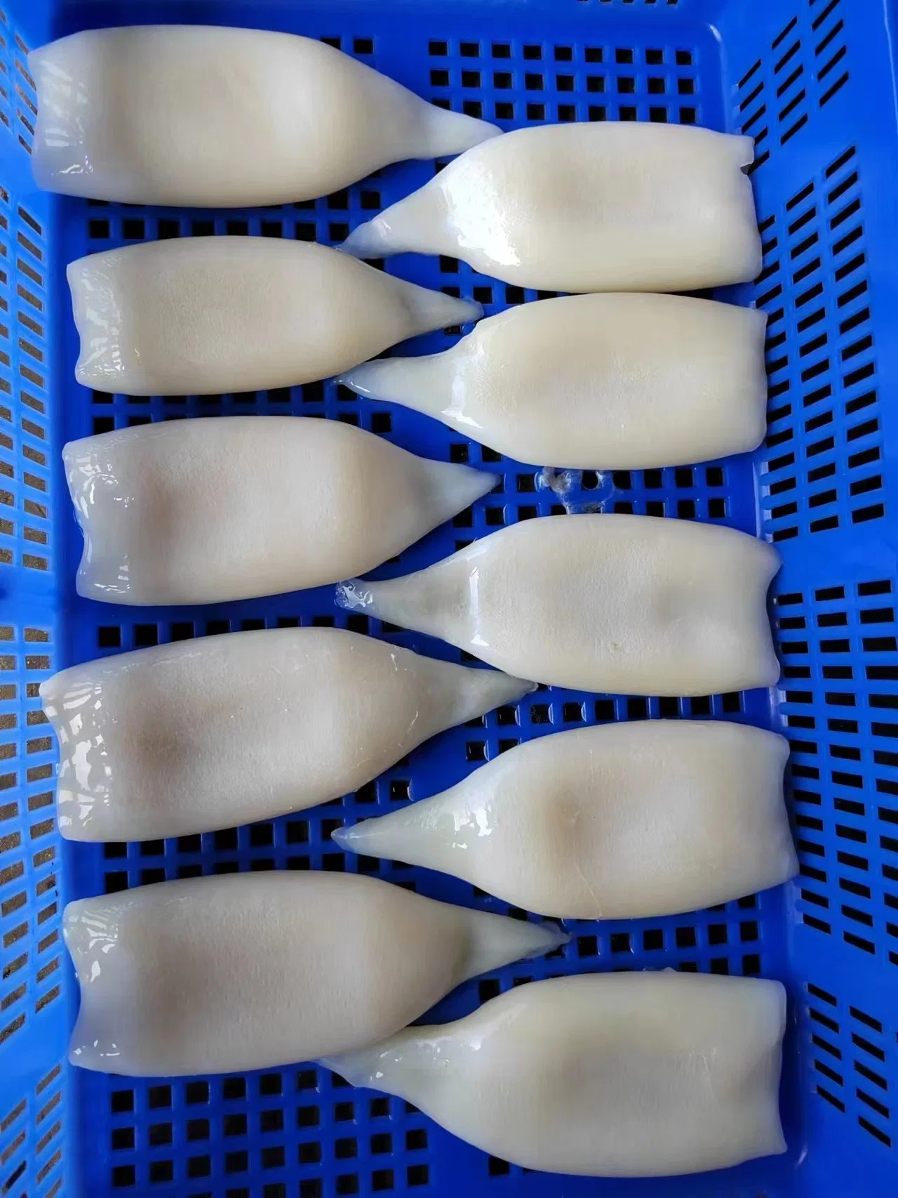 Frozen Illex Squid Tube, /Todarodes Squid Tube/Gigas Squid Tube/ Giant Squid Tube/Calamari/ Calamar/ Pota