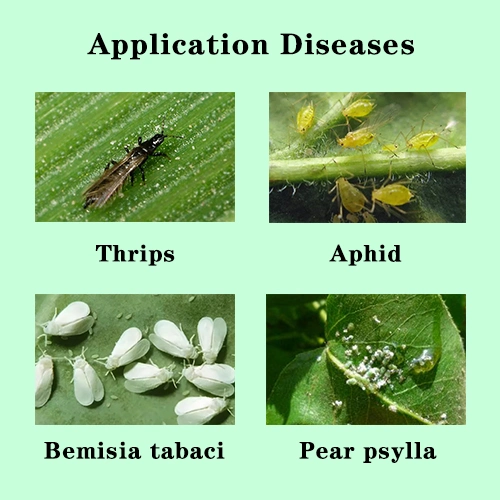 Insecticide Spirotetramat Thiacloprid 22%Sc for Bemisia Tabaci