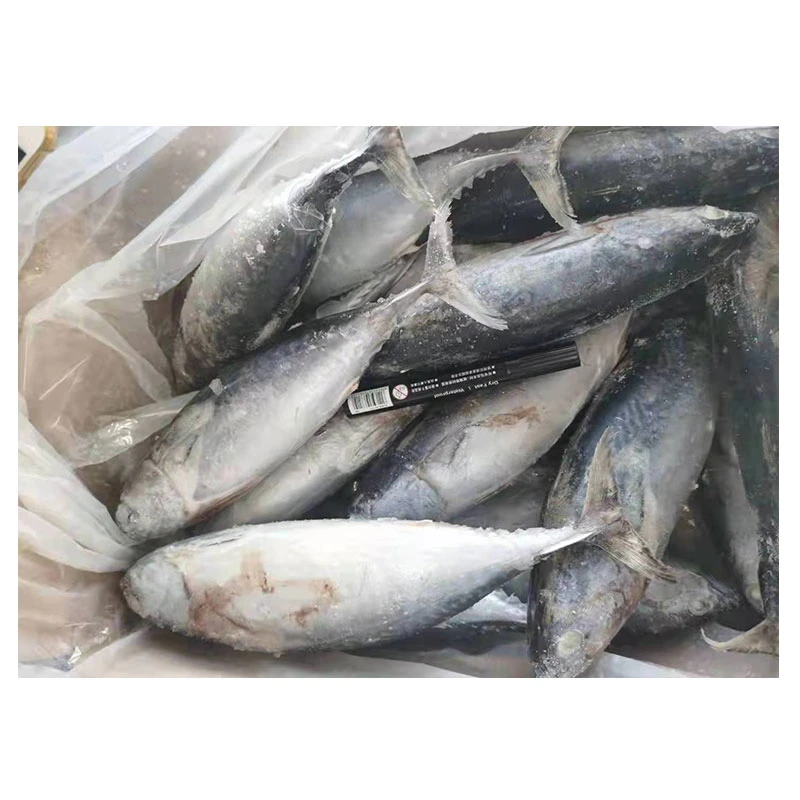 جودة عالية IQF Frozen Bonito Fish 300-500 غ