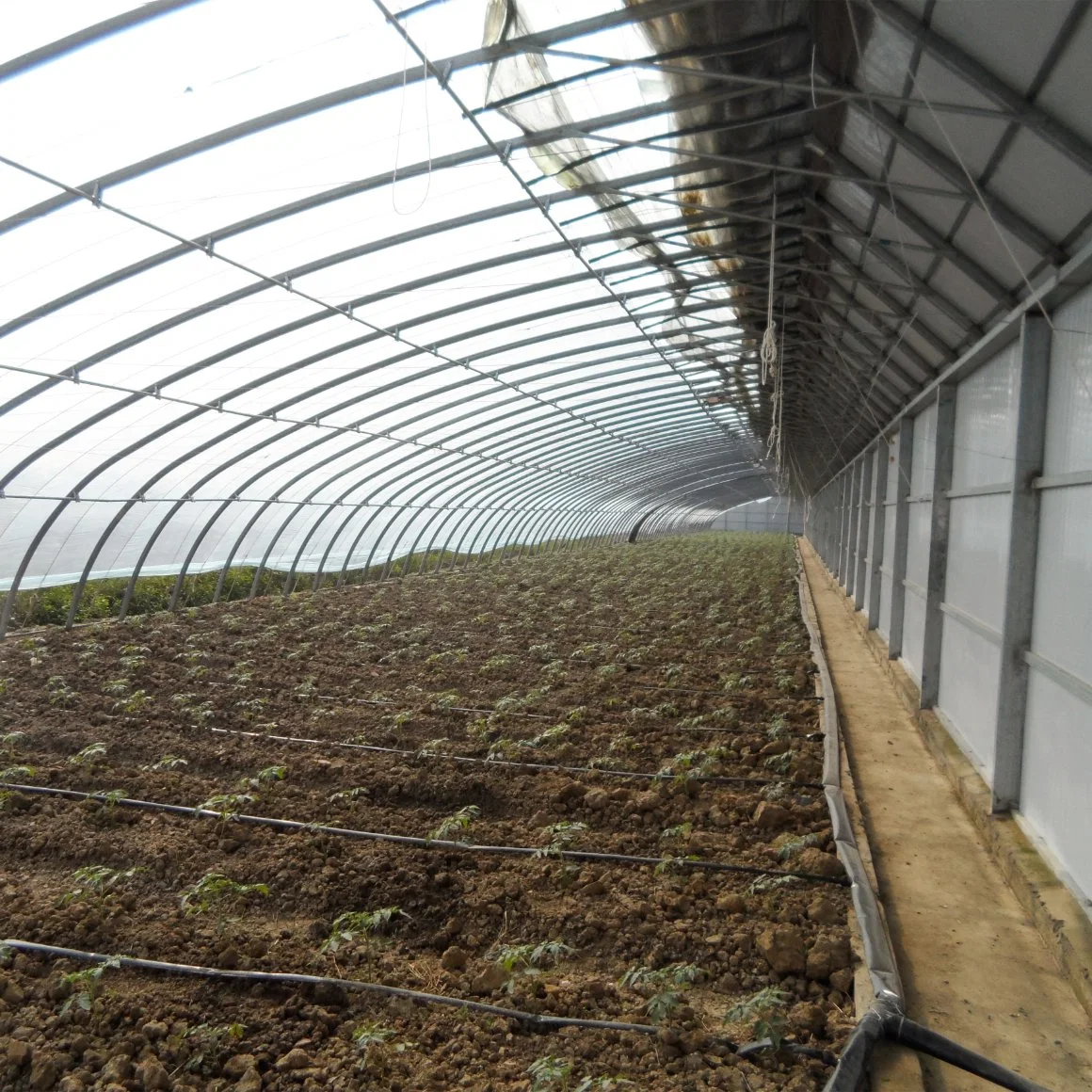 Muro de la junta compuesta de efecto invernadero Solar de la agricultura comercial de la casa verde de los Invernaderos de flores y verduras/reproducción de semillas