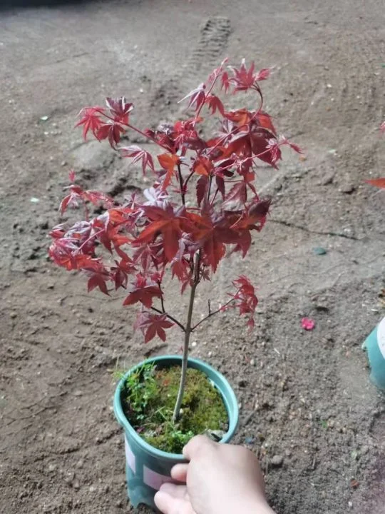 Red Maple Bonsai Real Plant Seedling Indoor Outdoor Ornament High quality/High cost performance 